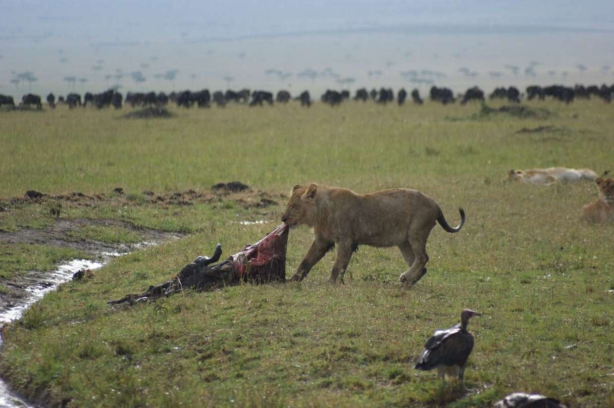 Maasai Mara Game Reserve 4 Days 3 Nights Road Safari