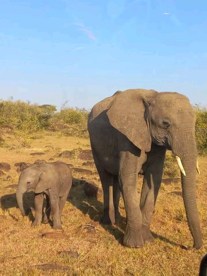 Beyond Wilderness: Mt. Kenya, Amboseli National Park, Tsavo East and Tsavo West National Parks
