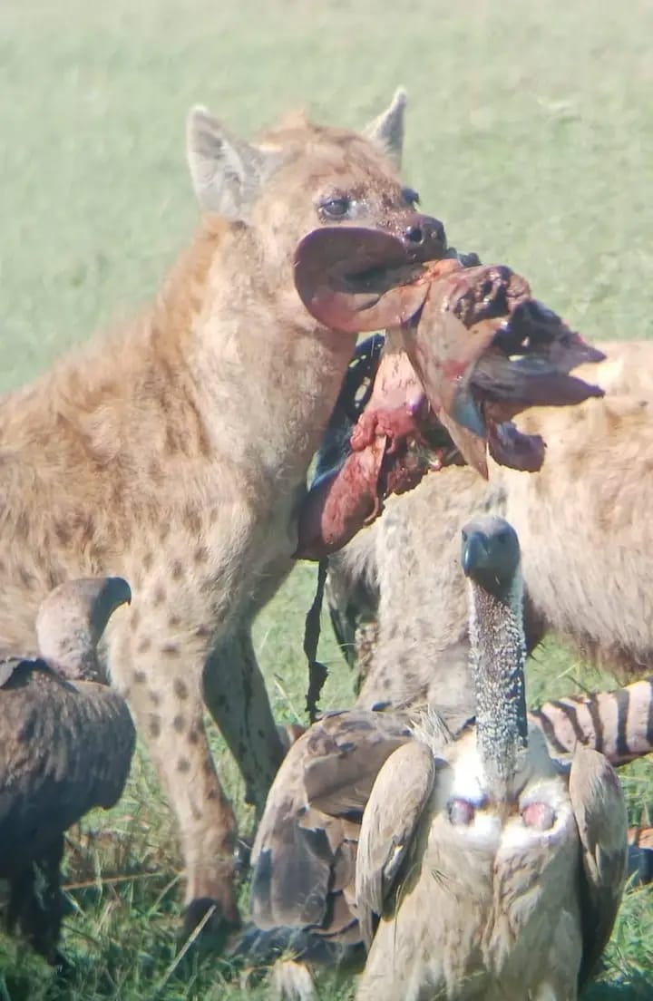 Maasai Mara Game Reserve 4 Days 3 Nights Road Safari